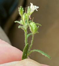 Chaenorhinum minus image